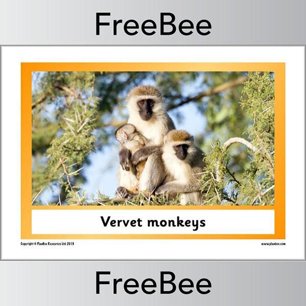 African Animals KS1 Display Poster - Image 10