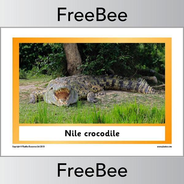 African Animals KS1 Display Poster - Image 11