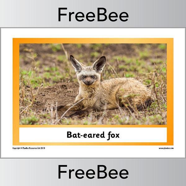African Animals KS1 Display Poster - Image 12