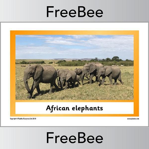 African Animals KS1 Display Poster - Image 13
