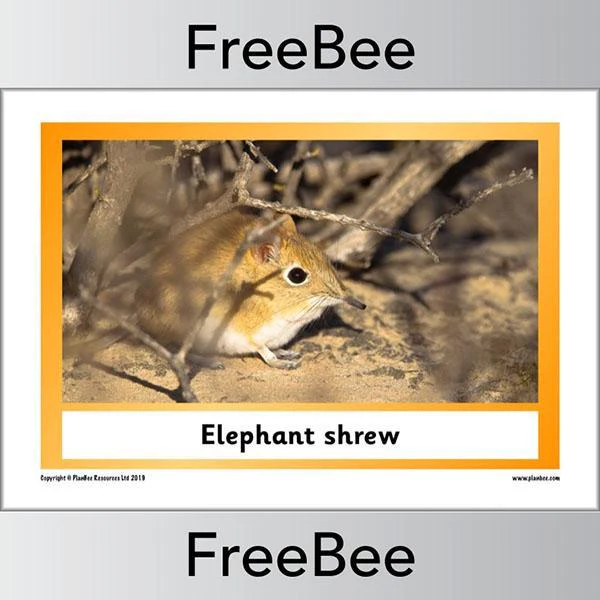 African Animals KS1 Display Poster - Image 14