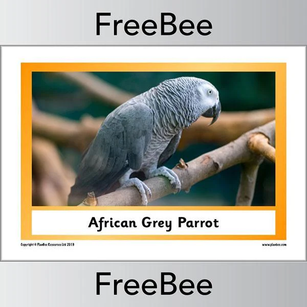 African Animals KS1 Display Poster - Image 15