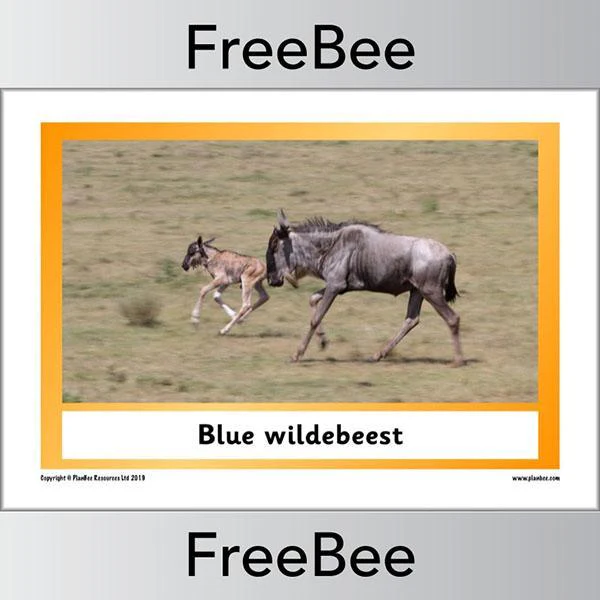 African Animals KS1 Display Poster - Image 16