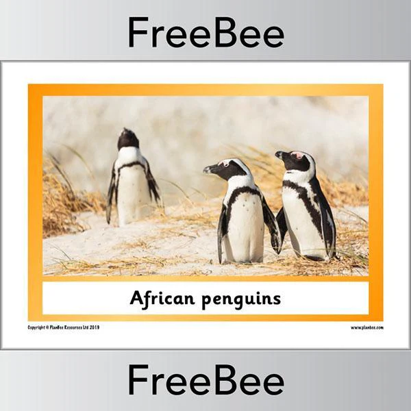 African Animals KS1 Display Poster - Image 17