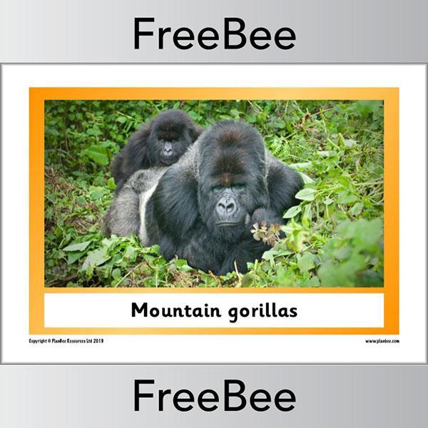 African Animals KS1 Display Poster - Image 18