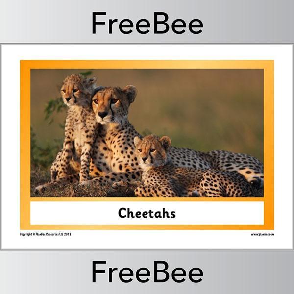 African Animals KS1 Display Poster - Image 19