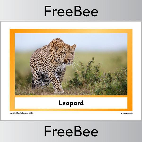 African Animals KS1 Display Poster - Image 20
