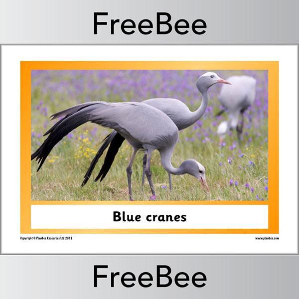 African Animals KS1 Display Poster - Image 21