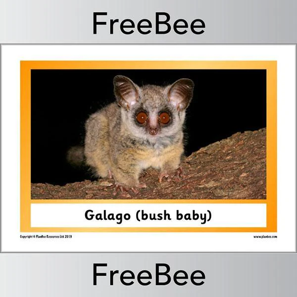 African Animals KS1 Display Poster - Image 23