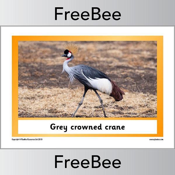 African Animals KS1 Display Poster - Image 24