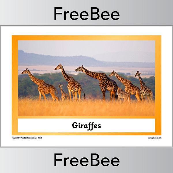 African Animals KS1 Display Poster - Image 25