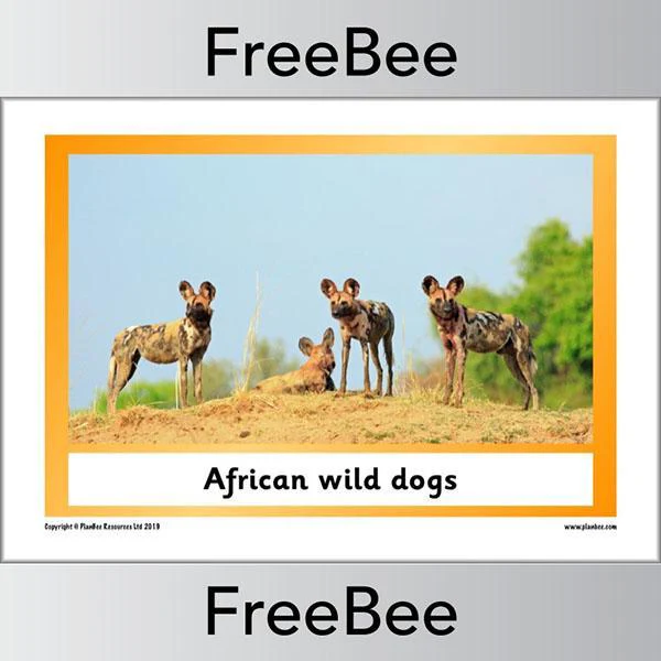 African Animals KS1 Display Poster - Image 26
