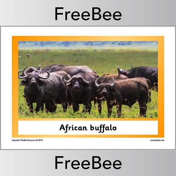 African Animals KS1 Display Poster - Image 28