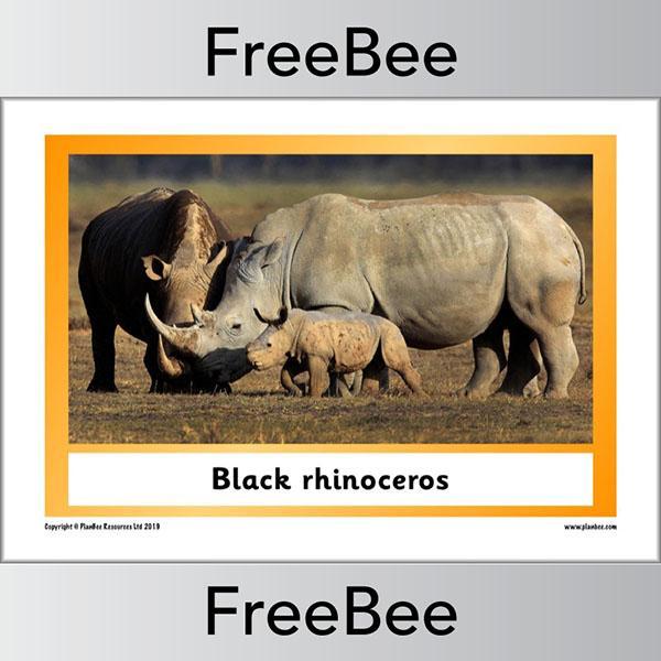 African Animals KS1 Display Poster - Image 29