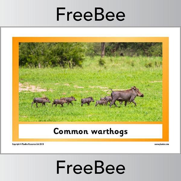 African Animals KS1 Display Poster - Image 3