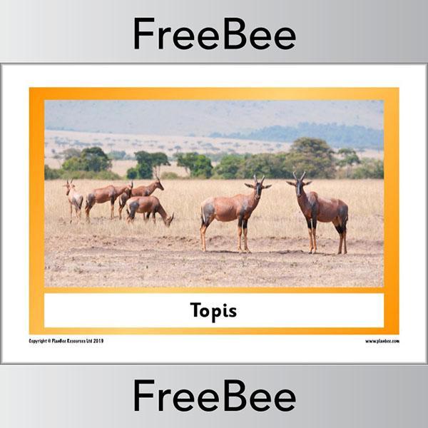 African Animals KS1 Display Poster - Image 30