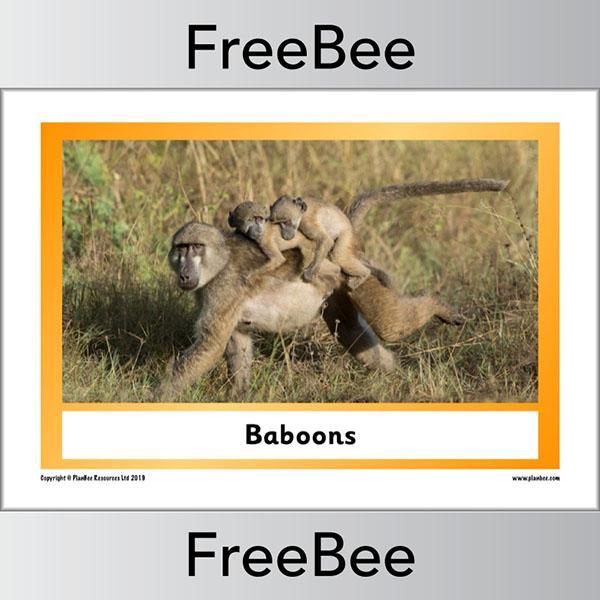 African Animals KS1 Display Poster - Image 4
