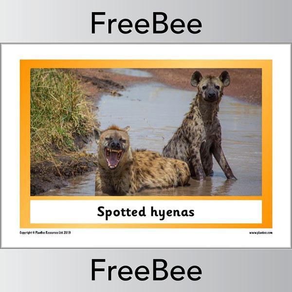 African Animals KS1 Display Poster - Image 5