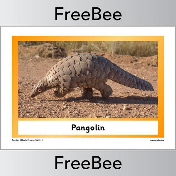 African Animals KS1 Display Poster - Image 7