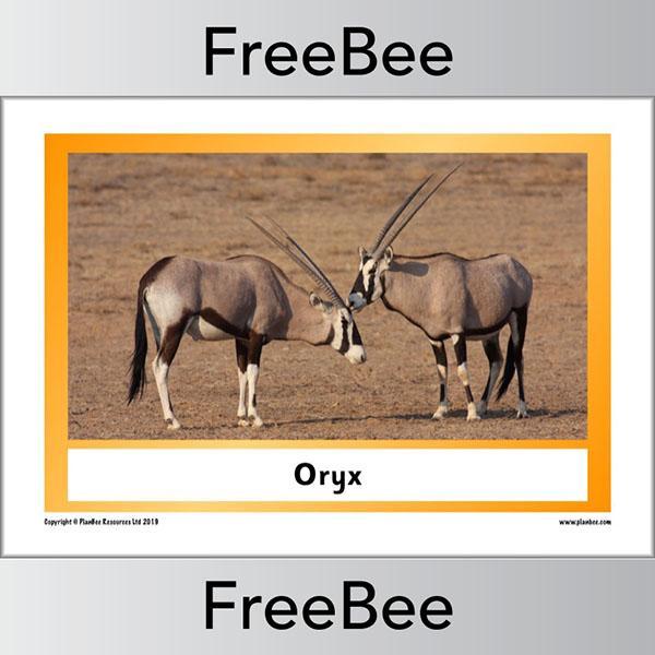 African Animals KS1 Display Poster - Image 8