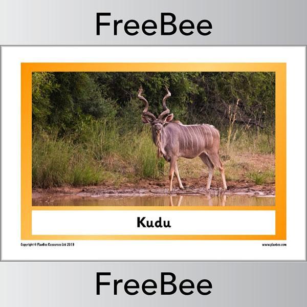 African Animals KS1 Display Poster - Image 9