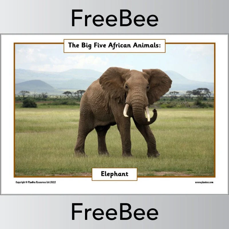 African Big 5 Animals Posters - Image 3