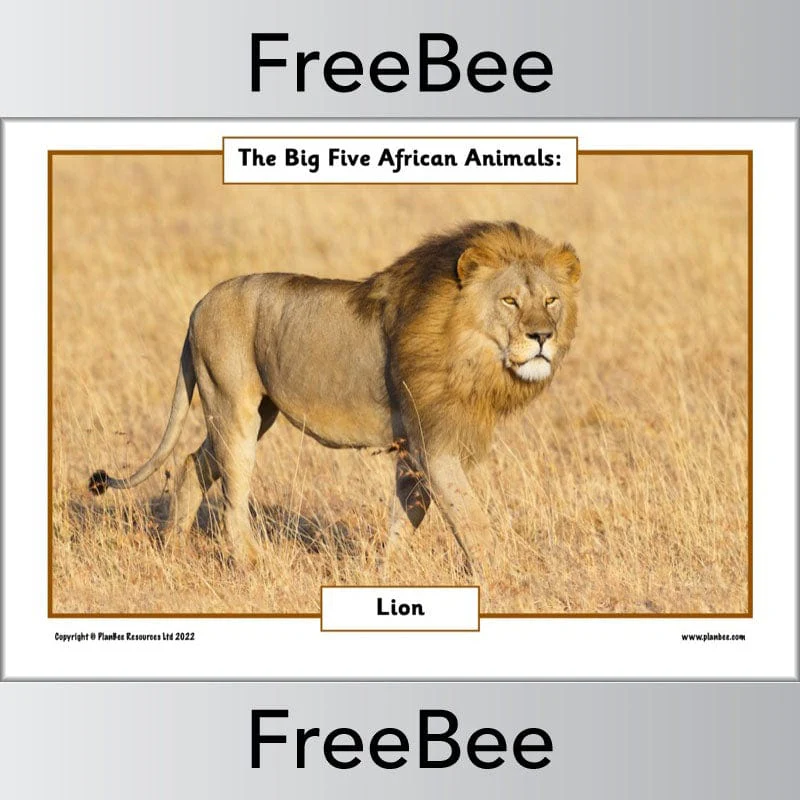 African Big 5 Animals Posters - Image 4