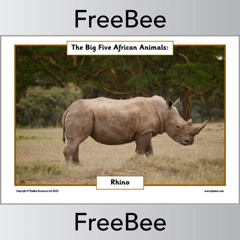 African Big 5 Animals Posters - Image 5
