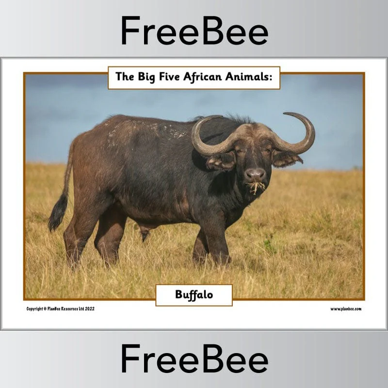 African Big 5 Animals Posters - Image 6