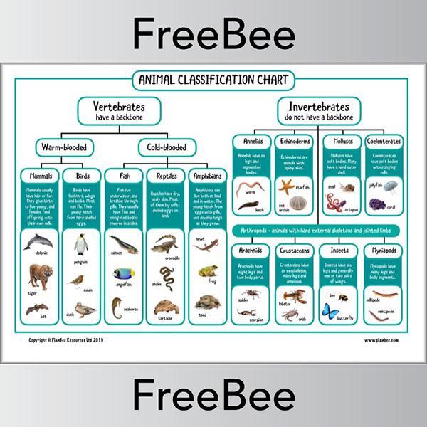 Animal Classification KS2 Chart