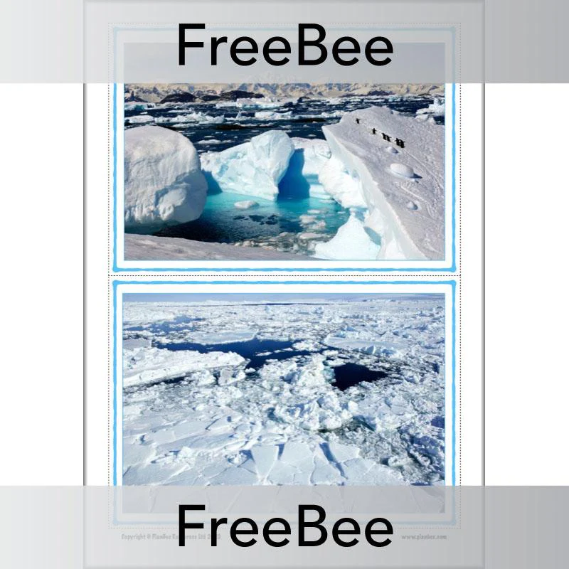 Antarctica KS1 Picture Cards - Image 3