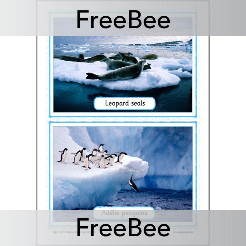 Antarctica KS1 Picture Cards - Image 5