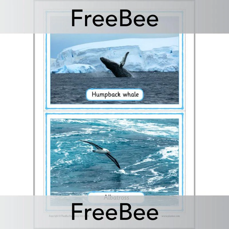 Antarctica KS1 Picture Cards - Image 6