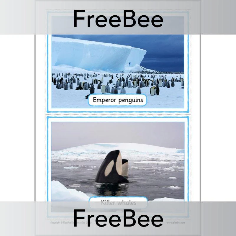 Antarctica KS1 Picture Cards - Image 7