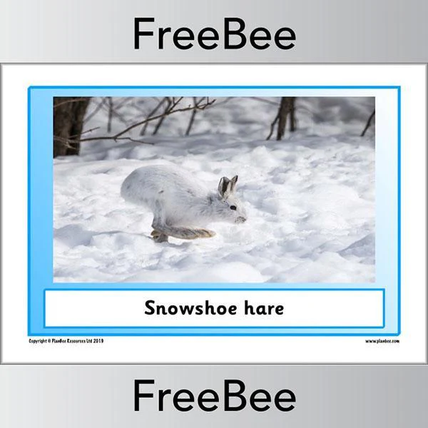 Arctic Animals KS1 Posters