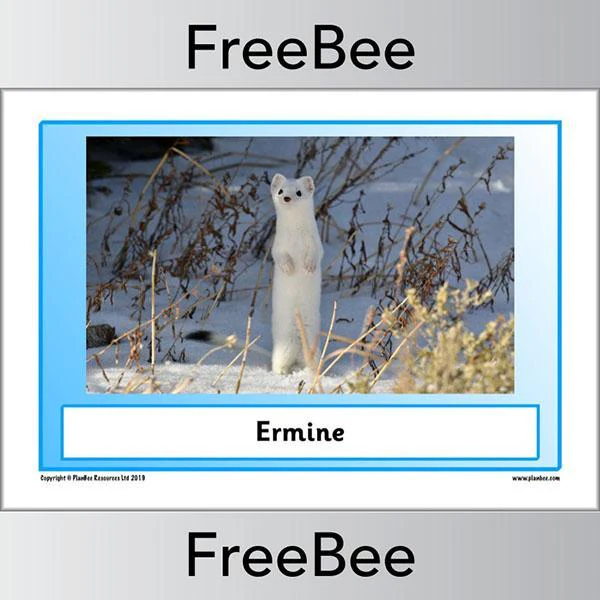 Arctic Animals KS1 Posters - Image 10