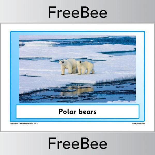 Arctic Animals KS1 Posters - Image 11