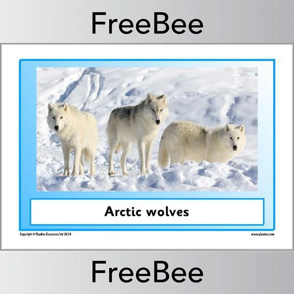 Arctic Animals KS1 Posters - Image 12