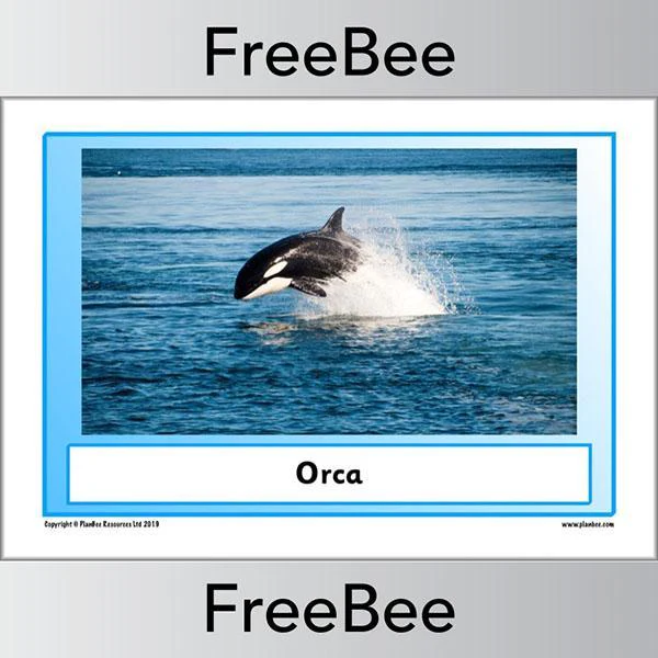 Arctic Animals KS1 Posters - Image 13