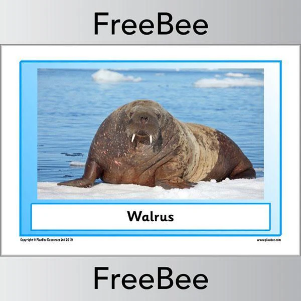 Arctic Animals KS1 Posters - Image 14