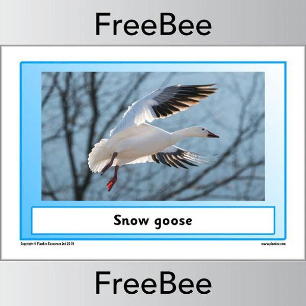 Arctic Animals KS1 Posters - Image 16