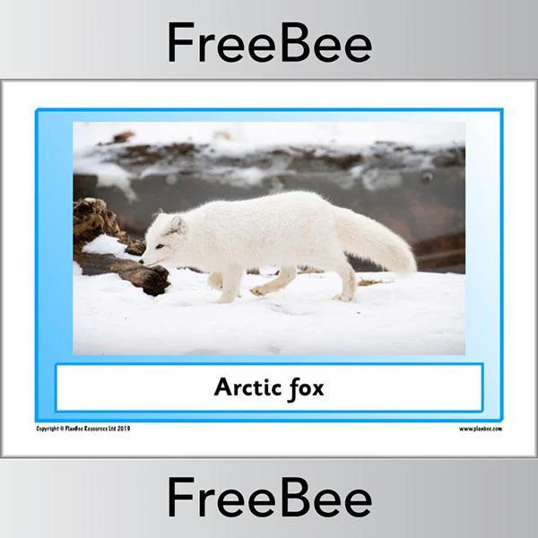 Arctic Animals KS1 Posters - Image 17