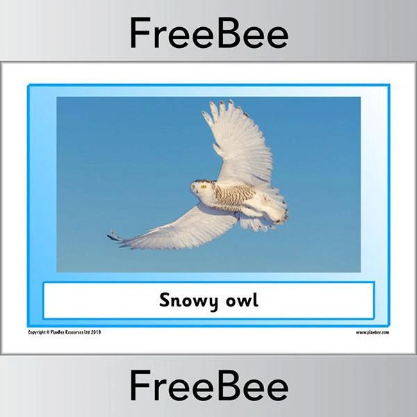 Arctic Animals KS1 Posters - Image 3