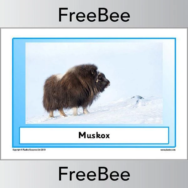 Arctic Animals KS1 Posters - Image 4