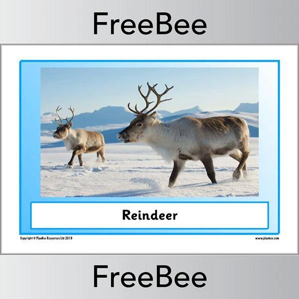Arctic Animals KS1 Posters - Image 6