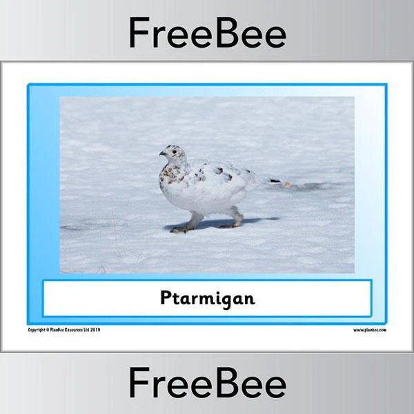 Arctic Animals KS1 Posters - Image 7