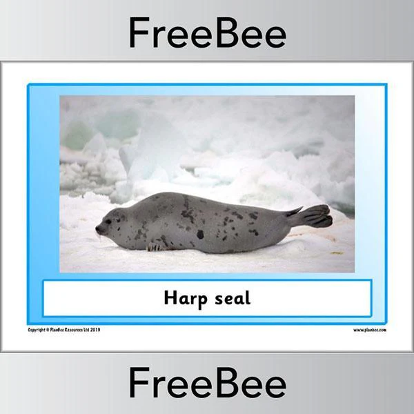 Arctic Animals KS1 Posters - Image 9