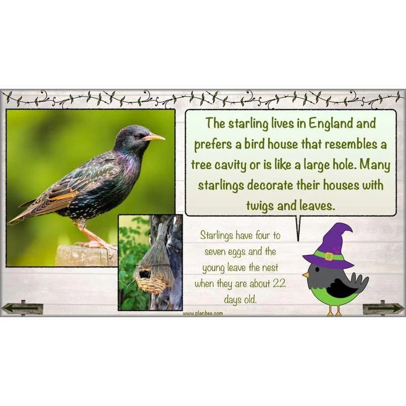 Bird House Builders - Image 7