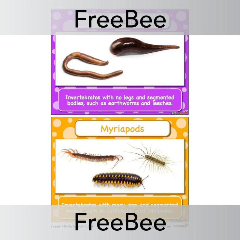 Classifying Animals Display Cards - Image 2