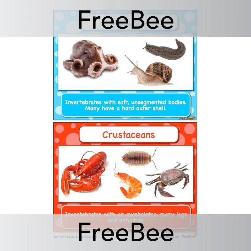 Classifying Animals Display Cards - Image 3